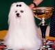 Maltese with Cup Rev