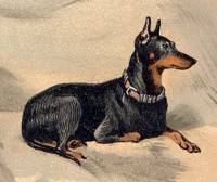 English Toy Terrier (Black and Tan) c 1876