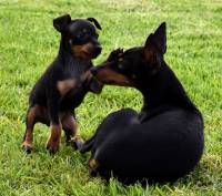 English Toy Terriers
