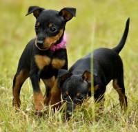 English Toy Terrier (Black and Tan) puppies