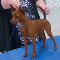 Miniature Pinscher (Red)