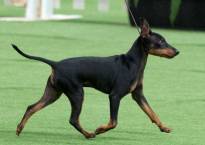 Eng Toy Terrier (Black and Tan)