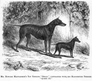 Old English Terriers (Black and Tan) c 1881