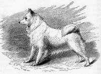 White Wolfsspitz c 1879