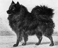 Black Wolfsspitz c 1870