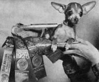 Chihuahua USA 1927