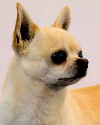 Chihuahua (Smooth)