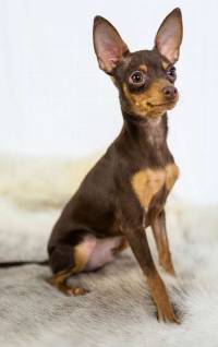 russian toy terrier dog
