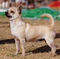 Chihuahua (Smooth)