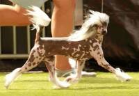 Chinese Crested Dog