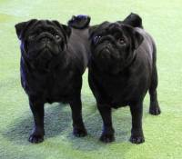 Pugs (Black)