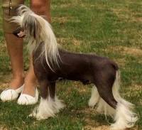 Chinese Crested 'Deer' Type