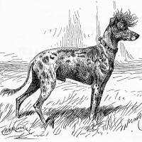 Chinese Crested Dog 1896