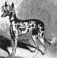 Chinese Crested Dog 1866