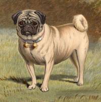 Pug 1879