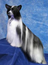 Chinese Crested "Powder Puff'