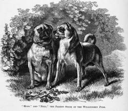 Pugs, England c 1872