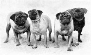 Australian Pugs 1937