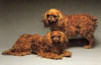 King Charles Spaniels (Ruby) both born 1903 (Taxidermy)