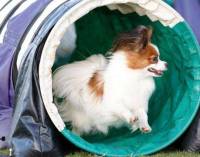 Papillon doing Agility