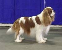 Cavalier (Blenheim)