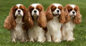 Cavalier King Charles Spaniels