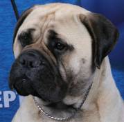 Bullmastiff