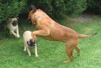 Bullmastiff with Pups