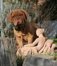 Dogue de Bordeaux