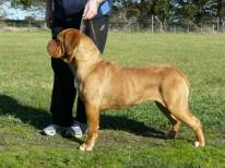 Dogue de Bordeaux