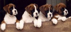 Boxer Pups