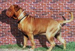 Dogue de Bordeaux