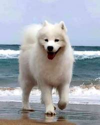 Samoyed moving forward