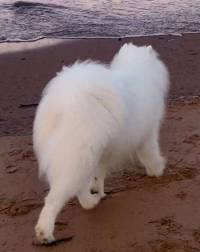 Samoyed moving away