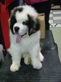 Saint Bernard pup