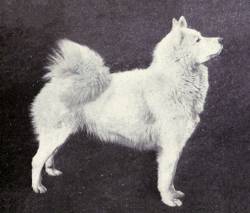 Samoyed (England) 1915