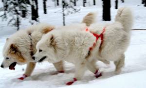 Samoyeds Sledding