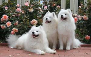 Samoyeds