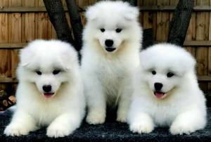 Samoyed pups (females) 