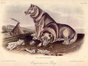 Esquimaux Dogs (c1850)