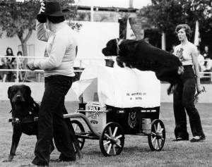 Rottweiler Leaping over dog-cart