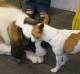 Saint Bernard with Tenterfield Terrier