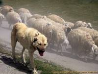 Anatolian (Turkish) Shepherd Dog with Sheep