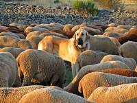 Spanish Mastiff among a flock