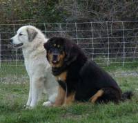 Pyrenean Mountain Dog and Tibetan Mastiff