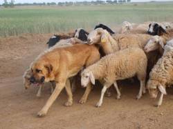 Spanish Mastiff leading Sheep