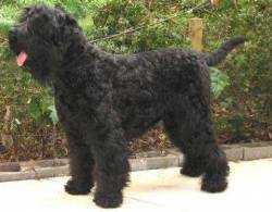Russian Black Terrier 'Stryka'