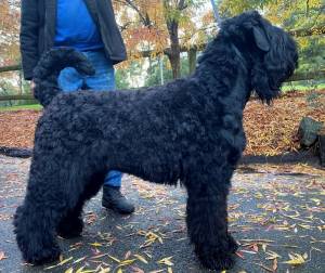 A young Black Russian Terrier 