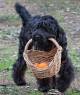 Black Russian CROP basket