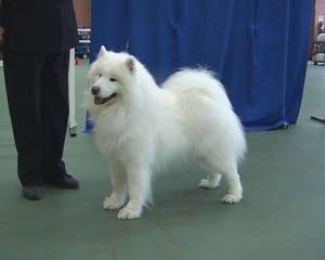 Samoyed